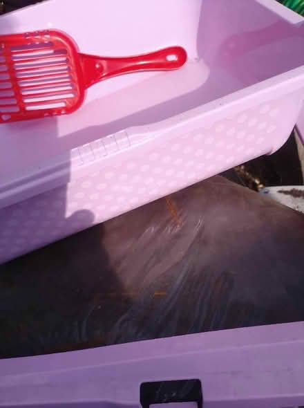 Photo of free Kitten Litterbox (Cippenham SL1) #2