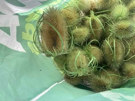 Photo of free 2 bags of wild teasel heads (Bonnyrigg EH19) #2