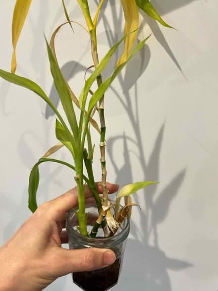 Photo of free Lucky bamboo (Cove GU14) #1