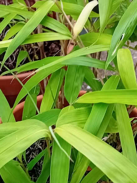 Photo of free Bamboo plants (Eastbourne BN20) #1