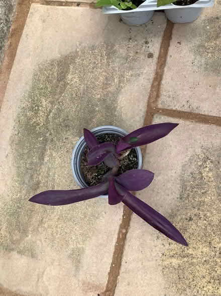 Photo of free Indoor plants (CH62) #1