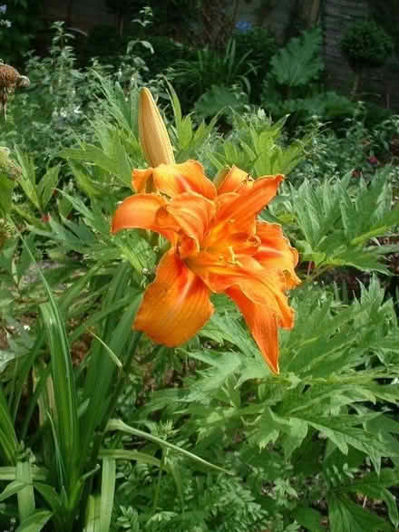 Photo of free Day lily plants (Croham CR2) #1