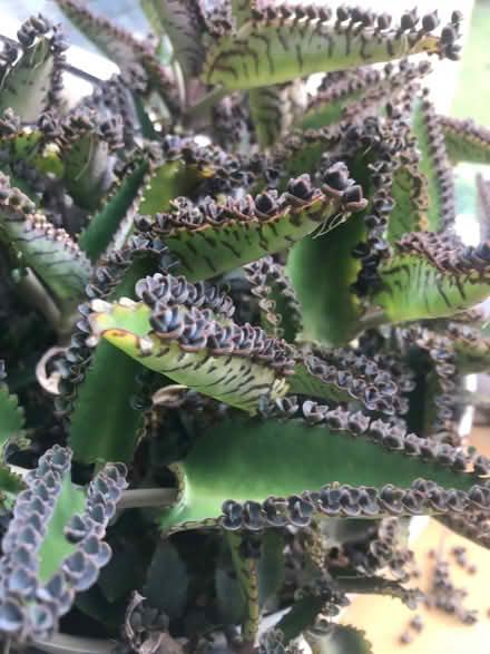 Photo of free Kalanchoe daigremontiana (Berkhamsted HP4) #2