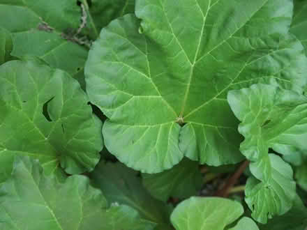 Photo of free Rhubarb (Mississauga Ontario Canada) #1