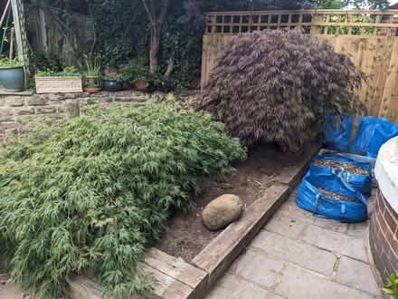 Photo of free Acer shrubs (Middlewood S35) #1