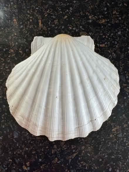 Photo of free Seashell (MK45 Flitwick) #1