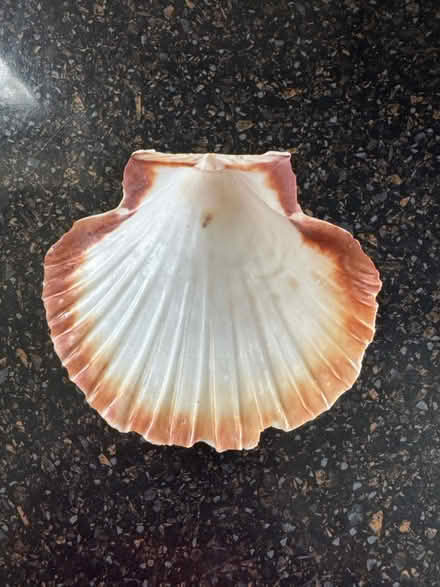 Photo of free Seashell (MK45 Flitwick) #2