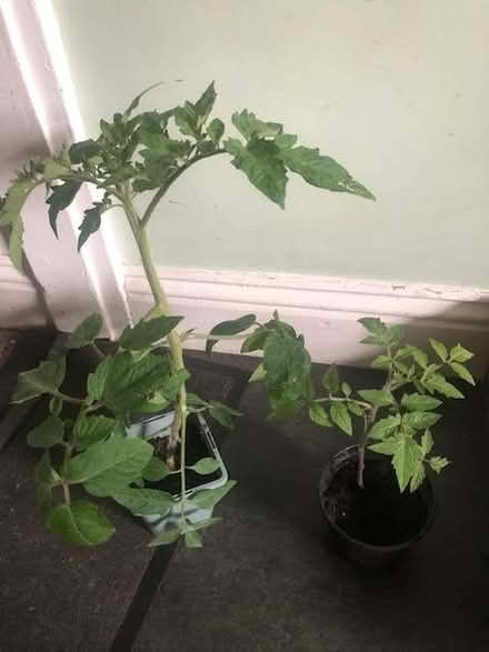 Photo of free 2 tomato plants (Heaton BD9) #1