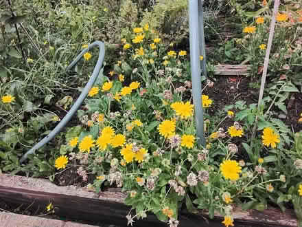 Photo of free Seed heads and seedlings (Stratford E15 4) #1