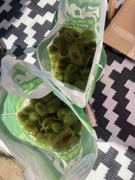 Photo of free 2 bags of wild teasel heads (Bonnyrigg EH19) #1