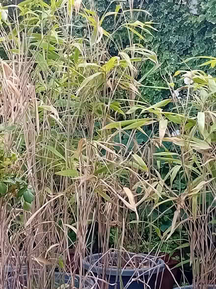 Photo of free Bamboo plants (Eastbourne BN20) #2