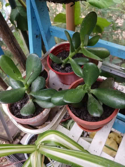 Photo of free Money Plant (Rainham ME8) #1