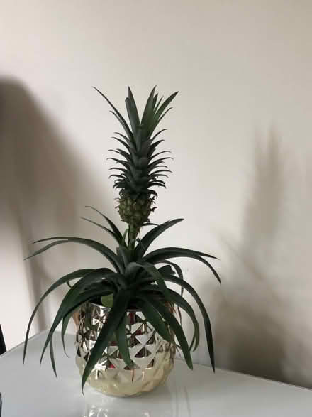 Photo of free Pineapple plant (Richmond TW1) #1