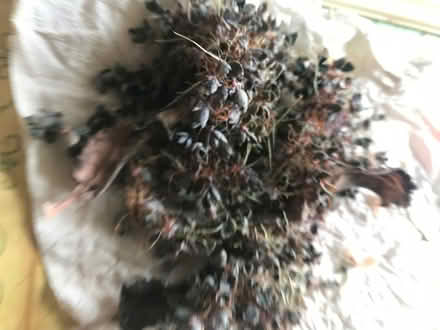 Photo of free Kalanchoe daigremontiana (Berkhamsted HP4) #1