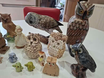 Photo of free Owl collection (Cam GL11) #3