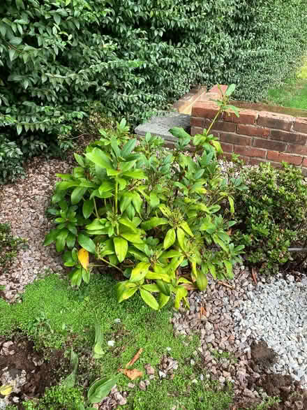 Photo of free Rhododendron bush (Hollington TN38) #1