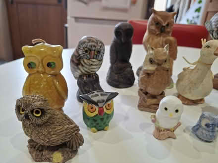 Photo of free Owl collection (Cam GL11) #2