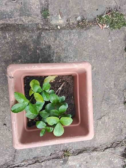 Photo of free Seed heads and seedlings (Stratford E15 4) #4