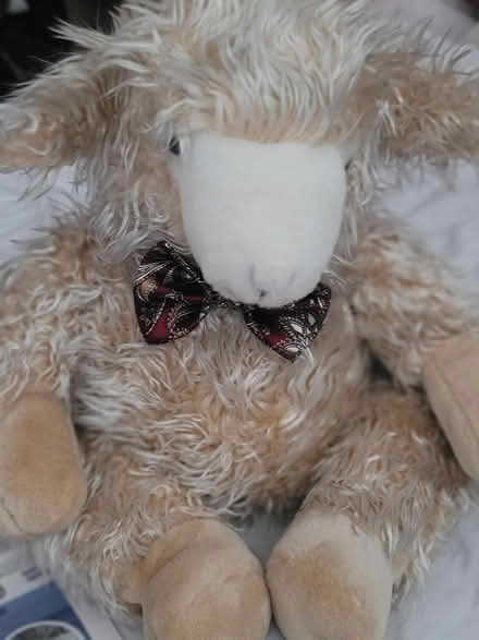 Photo of free Teddy (CV2) #1