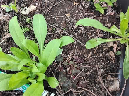 Photo of free Seed heads and seedlings (Stratford E15 4) #2