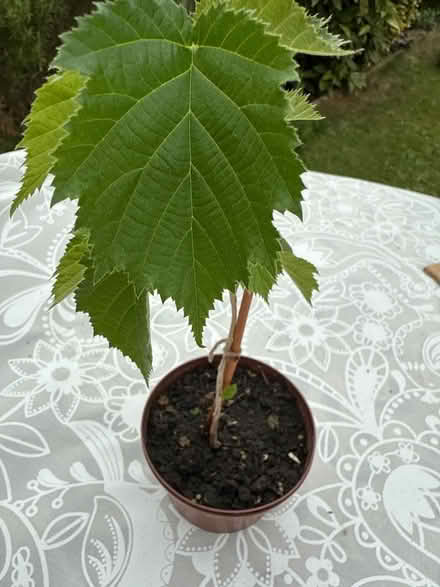 Photo of free Plant sappling (Norbury CR7) #1