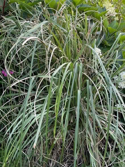Photo of free pink pampas grass plant (Dousland) #2