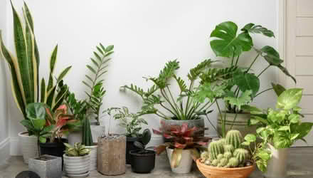 Photo of Indoor plants (Cavendish DE23) #1