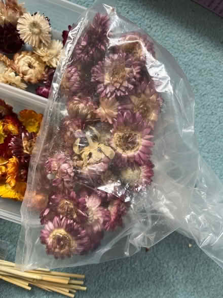 Photo of free Dried Flowers (Wokingham RG41) #4