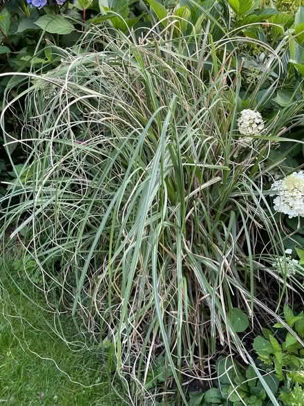 Photo of free pink pampas grass plant (Dousland) #3