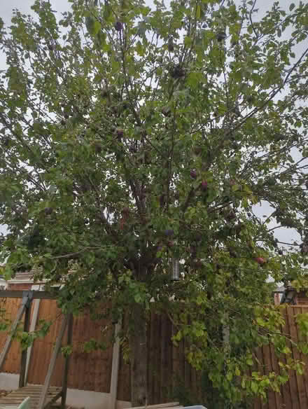 Photo of free Pick your own plums! (Mapperley NG3) #1