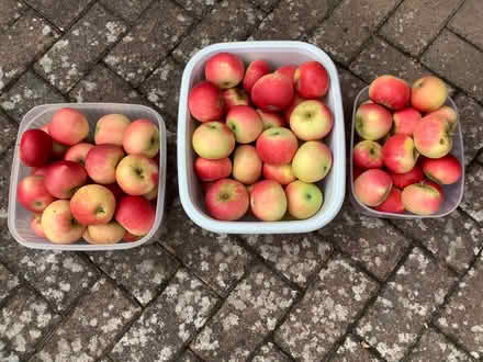 Photo of free Sweet cooking apples (Horsell GU21) #1
