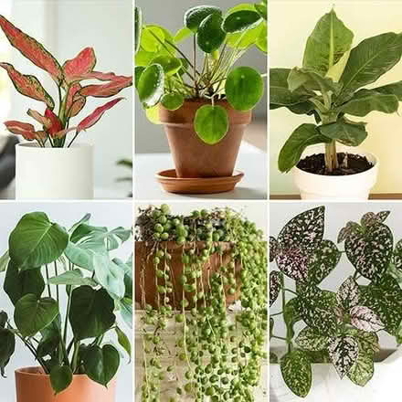 Photo of Houseplants, seedlings or cuttings (Forest Green GL6) #1