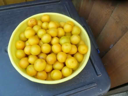 Photo of free Fruit (Endmoor LA8) #1
