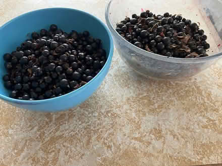 Photo of free Mature blackcurrant plant (OX1 henwood) #2