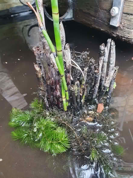 Photo of free Pond plant and some pondweed (Wigmore HR6) #2