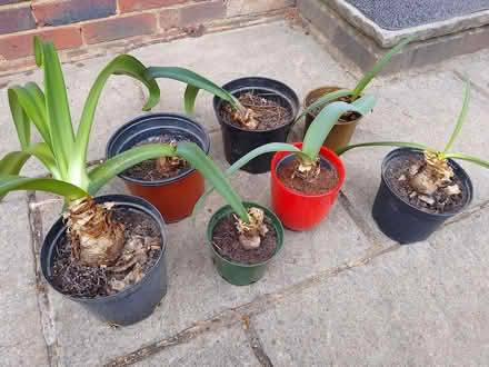 Photo of free Amaryllis plants (Knaphill GU21) #1
