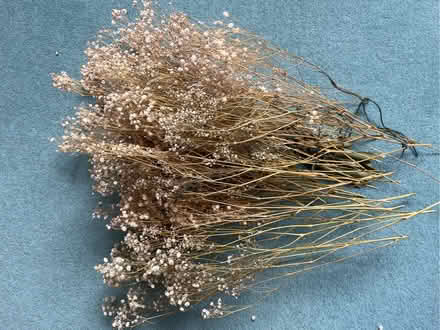 Photo of free Dried Gypsophila Baby’s Breath (Wokingham RG41) #1