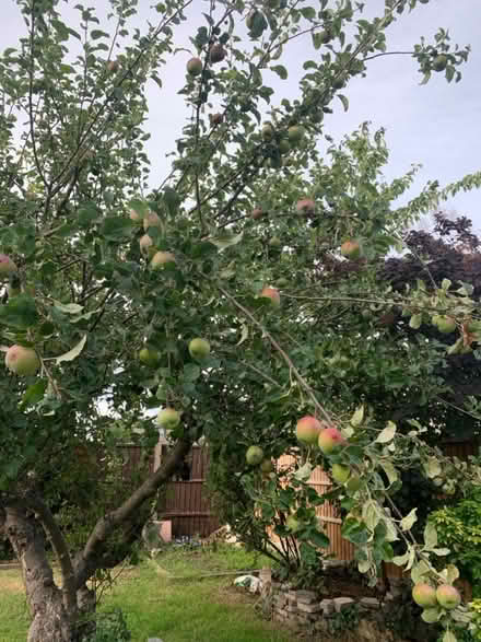 Photo of free Apples (RM12, Hornchurch) #1