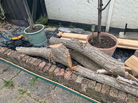 Photo of free Logs (Chingford London E4) #2