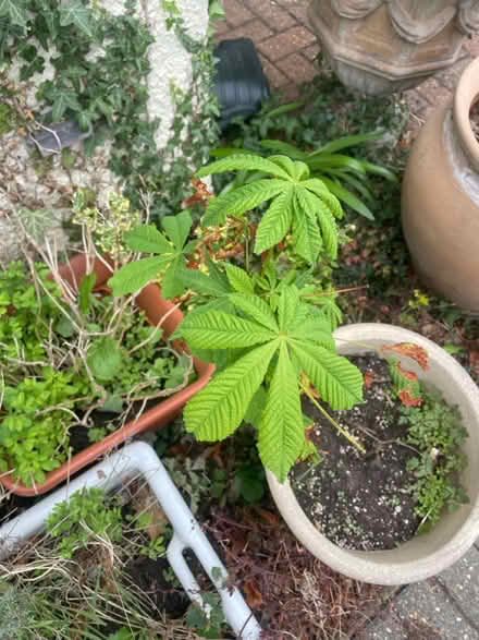 Photo of free Horse chestnut sapling (Bedford) #1