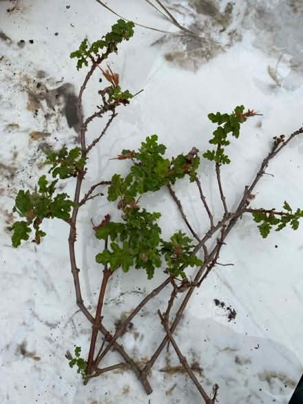 Photo of free Oakleaf Pelargonium cuttings (Waterlooville PO7) #1