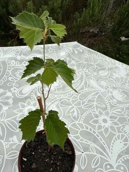 Photo of free Plant sappling (Norbury CR7) #3