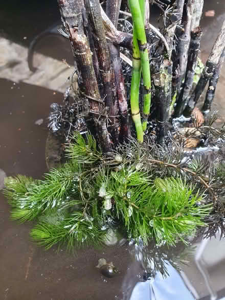 Photo of free Pond plant and some pondweed (Wigmore HR6) #1