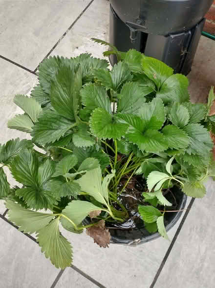 Photo of free c. 6 large strawberry plants (Caversham Heights RG4) #1