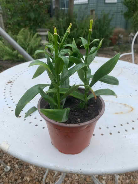 Photo of free White Lilies (Acomb Park YO24) #1