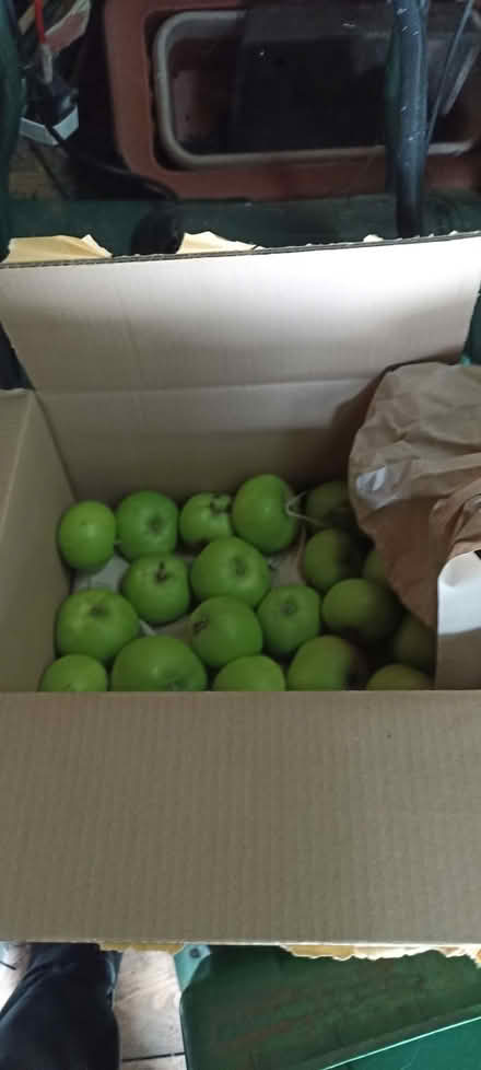 Photo of free Cooking apples anyone? (Keston) #1