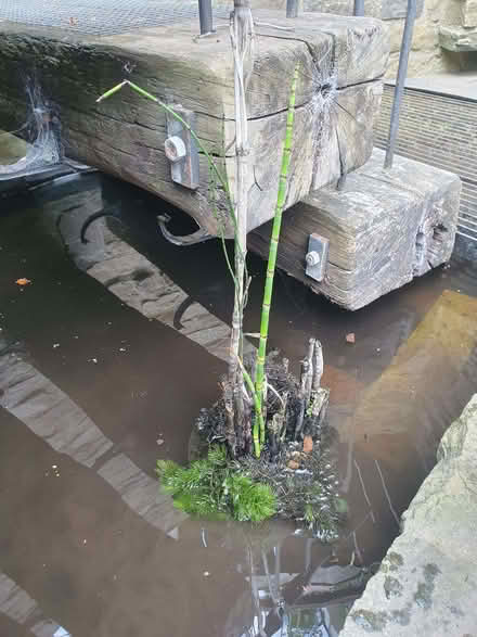 Photo of free Pond plant and some pondweed (Wigmore HR6) #3