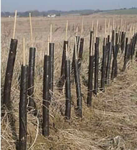 Photo of Spiral tree guards (Burnbanks CA10) #1