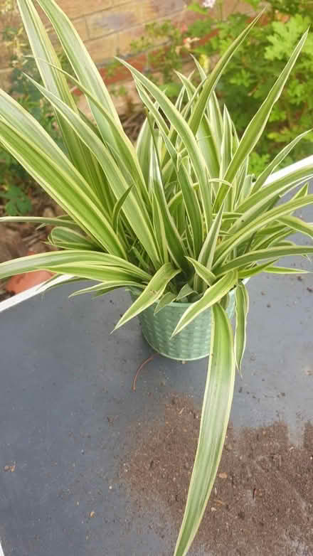 Photo of free Spider plant cuttings (TW7) #1
