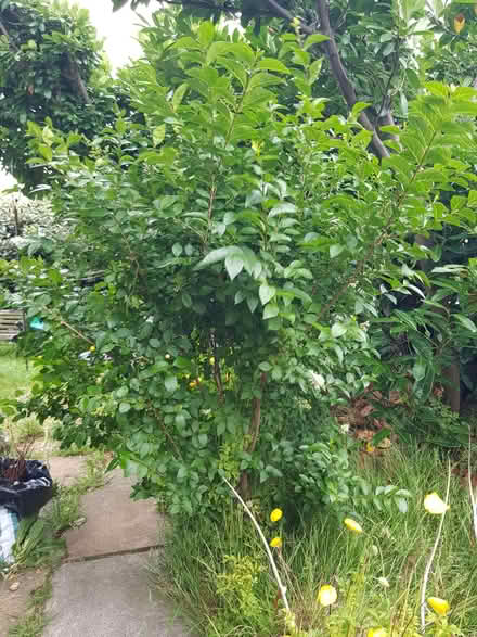Photo of free 3 Privet Hedge plants (Carleton FY6) #1